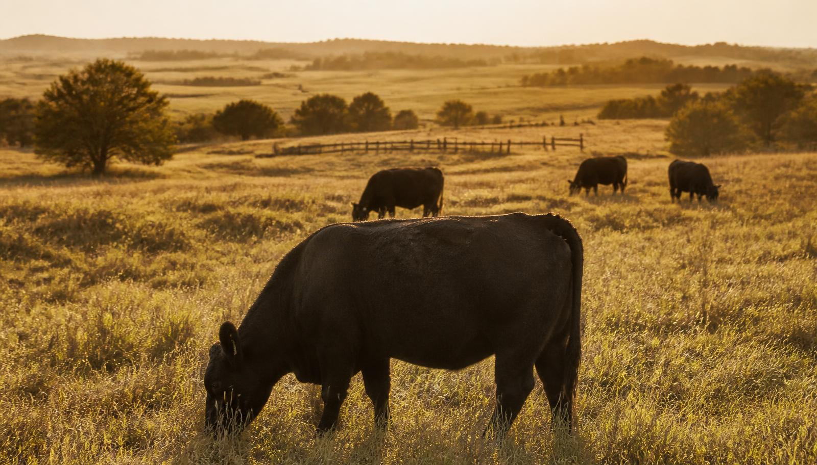 Black Angus cattle grazing on an Oklahoma pasture at golden hour